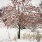 © Anni Leppälä. Rowan tree, 2005