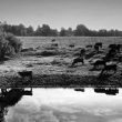 © Uģis Niedre. Remains of the livestock of Lubana district in Madona region grazing near the River Aiviekste, 1994