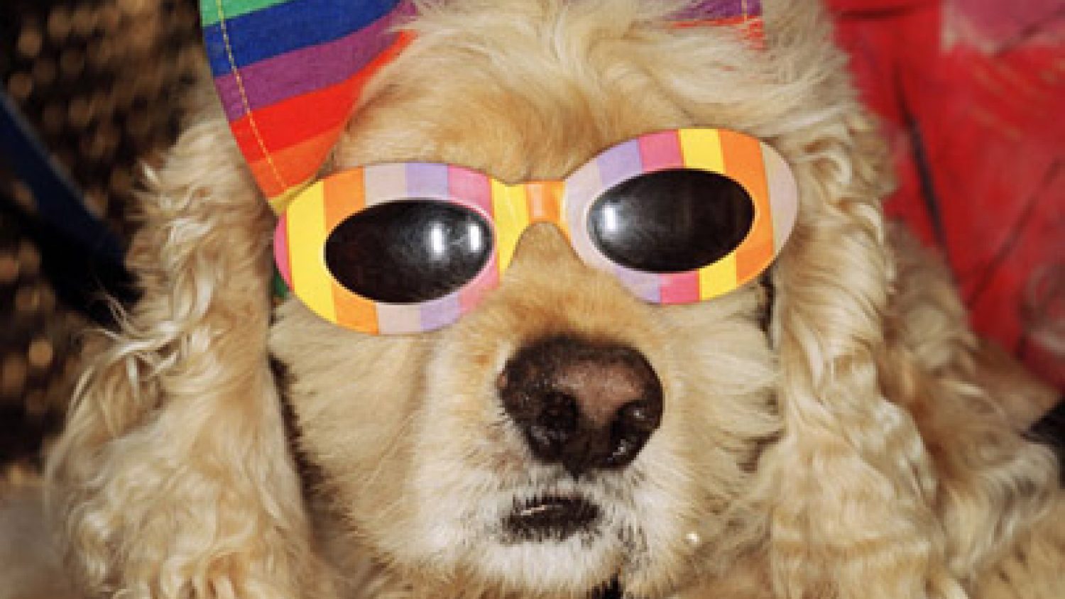 Martin Parr. A dog with sunglasses, Venice Beach, California 1998