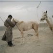 Michele Palazzi. Mongolia, Gobi, Omongovi, 2012. Tuvshinbayar is tying his horses to avoid their escape during the storm