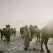 Michele Palazzi. Mongolia, Gobi, Omongovi, 2013. Tuvshinbayar milking the camels before it gets dark.