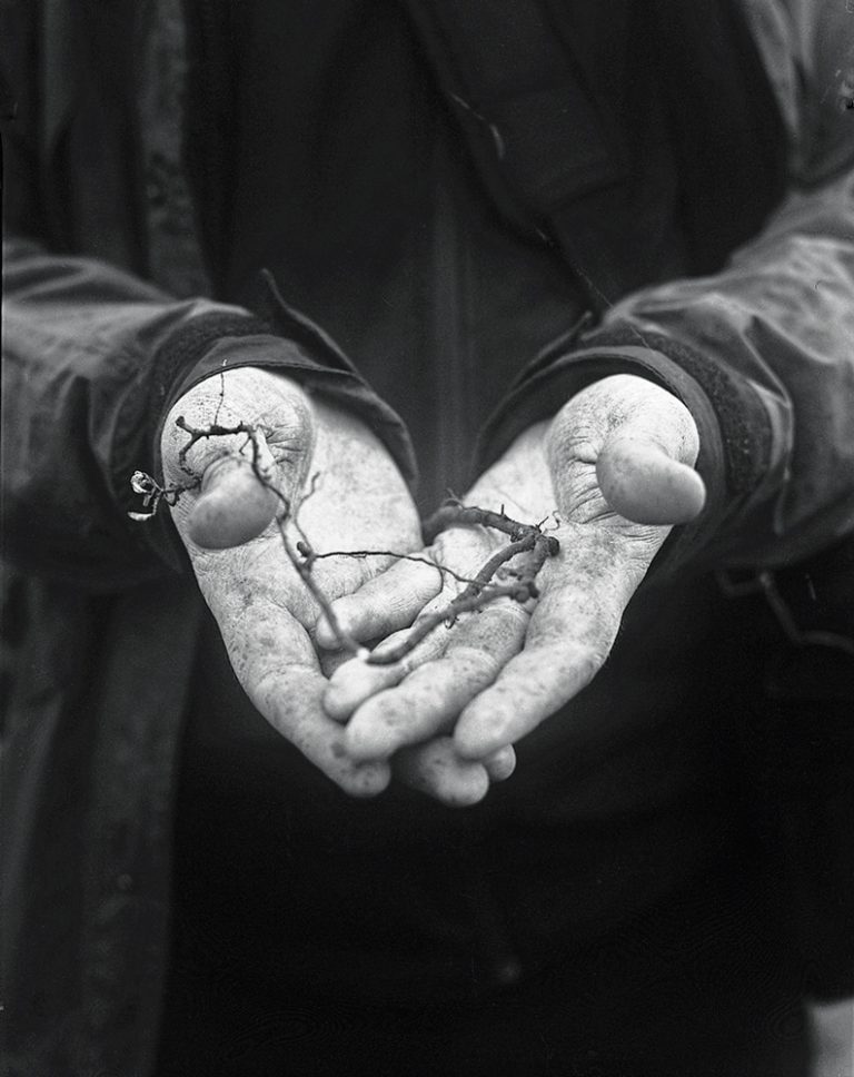 Anka Sielska. From the series "Salix Polaris"